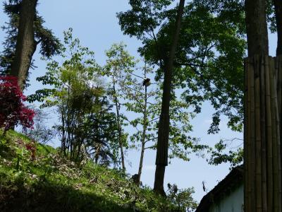 雅安碧峰峡パンダ基地（2016.05.16）