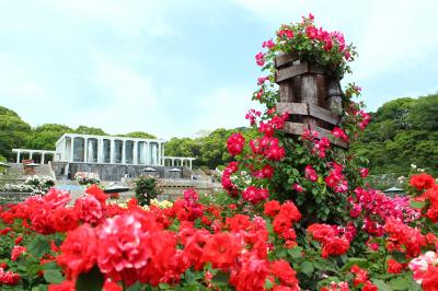 関西花の旅　大阪城北公園菖蒲、須磨離宮公園バラ♪　１日目