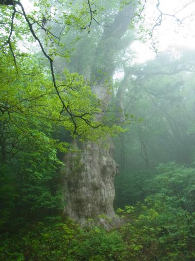 2016 縄文杉に会うため屋久島へ1
