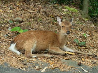 2016 縄文杉に会うため屋久島へ3