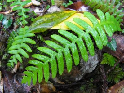 2016 縄文杉に会うため屋久島へ4