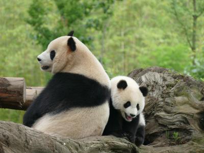 熊猫楽園(都江堰基地)：パンダ抱っこは我慢！高いので…(T_T)　