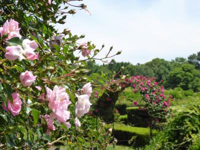 初夏の「神代植物公園」　Vol3　国際バラコンクール花壇・オールドローズ園♪