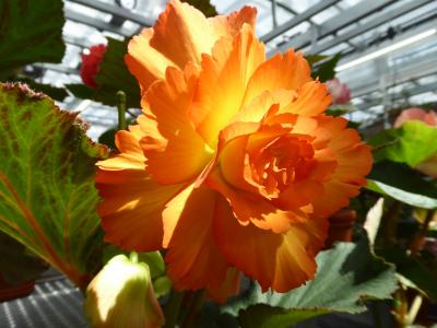 初夏の「神代植物公園」　Vol5　リニューアルオープン「大温室」　巨大なベゴニアの花は素晴らしい♪