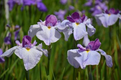横須賀菖蒲苑開花状況報告（2016年）
