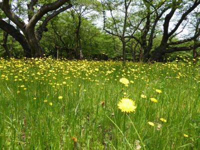 初夏の「国営昭和記念公園」♪　Vol3　「桜の園」　桜の下で咲く黄色のタンポポ♪
