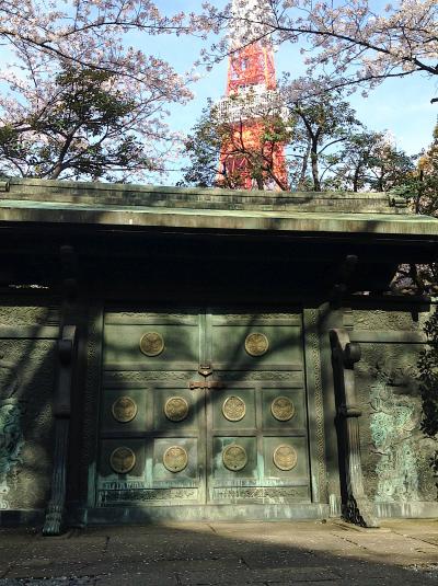 増上寺の桜2016朝の寄り道散歩