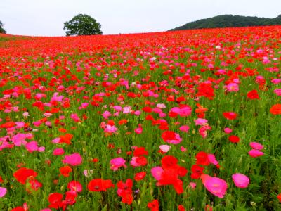 ～今年も天空のポピーへ！長瀞～秩父を満喫！