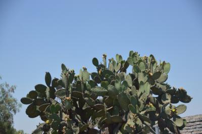 キューバ・メキシコへ一人旅②