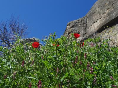 オランダ・スペイン　花の旅　NO.７　クエンカで見つけた花
