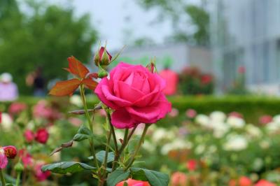 茨城県フラワパークへ　薔薇　見事な美しさを見せてくれました　下