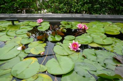 水生植物公園みずの森