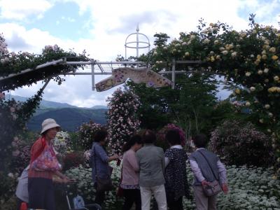 花のまちチャレンジガーデン　佐藤梨園で薔薇園が無料開放