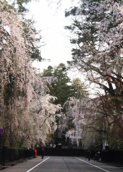 北東北地方の桜とカタクリと水芭蕉を求めて（横手公園・角館）