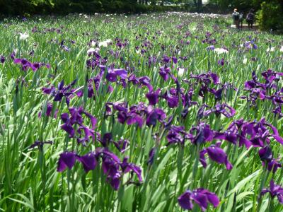 女堀のハナショウブ（赤堀花菖蒲園）_2016_開花は１割程度（群馬県・伊勢崎市）