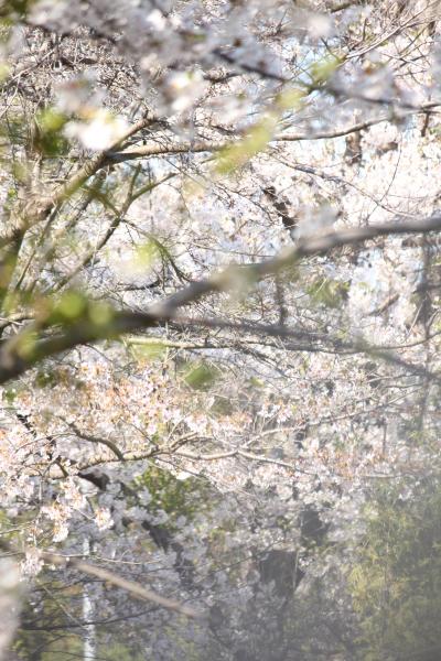 花はなhana～次次に咲き急ぐ北海道の花