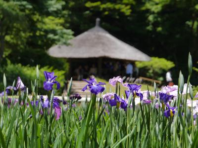 東京・明治神宮御苑の花菖蒲～原宿・ブラームスの小径を訪れて