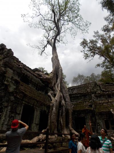 世界遺産アンコール遺跡を駆け足で巡る一人旅その③～タ・プローム～