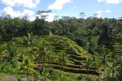 Bali * ライステラス～ティルタ・エンプル寺院～キンタマーニ高原 ～ブサキ寺院～ゴア・ガジャ遺跡 