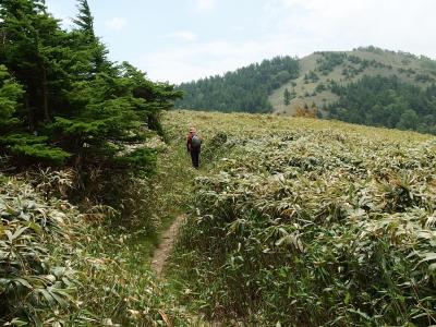 若葉の頃　南沢山から横川山に登る♪　松平５月の花