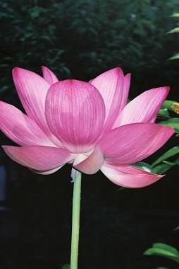蓮の花　　ＩＮ　菖蒲苑