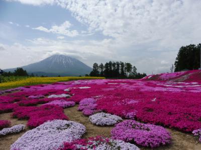 ラッキー連続の北海道旅（憧れの羊蹄山と三島さんちの芝桜編）♪