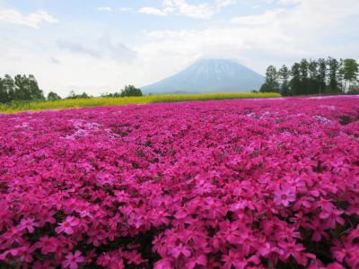 きーちゃんツアーへようこそ♪　１泊２日のニセコ＆洞爺湖・・・１日目。*:゜☆ヽ(ニセコ)/　　　　【三島さんちの芝桜】＊【プラティーヴォでランチ】＊【月美の宿　紅葉音】