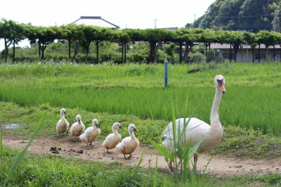 手賀沼　コブハクチョウのヒナ～たくさん生まれてます！