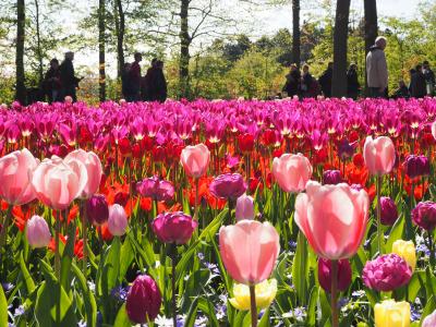 ベネルクスフリ６カ国旅行２　キューケンホフ公園