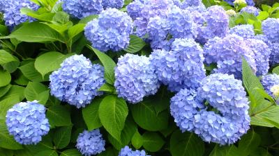 「横浜八景島シーパラダイス」へ行ってきた～(1)「第１６回八景島あじさい祭」今日から開幕！