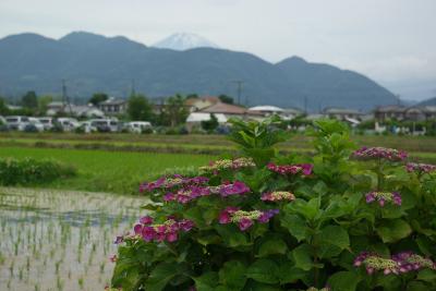 ２０１６年開成町あじさいまつり。今年もまた行ってみました。