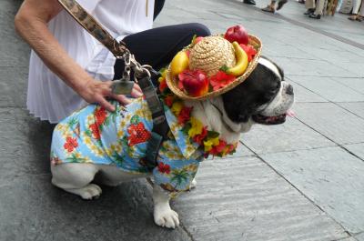 Hawaii   Event　 in   OSAKA   2016