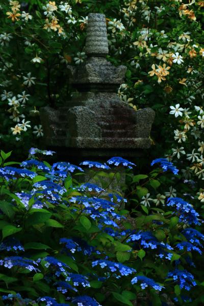 京都　初夏の寺めぐり～真如堂、建仁寺霊源院、蓮華寺