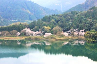 青春18切符一人旅　水の都　伊予西条へ～幻想的な黒瀬ダム～うちぬき水と満開の桜