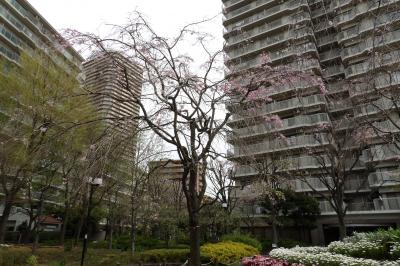 パークシティ新川崎の枝垂れ桜－2016年