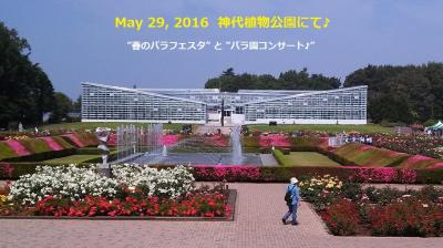 ♪ 神代植物公園『春のバラフェスタ』とばら園コンサート ♪