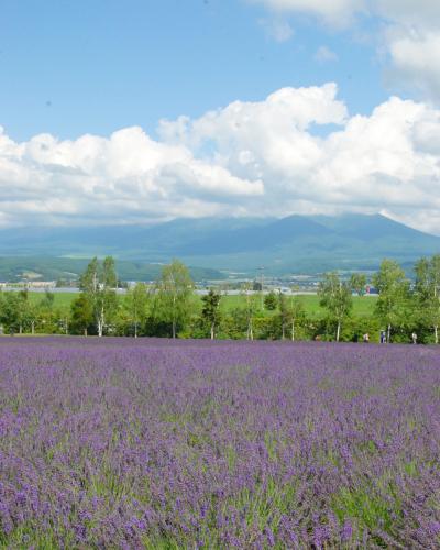 北海道＊富良野のラベンダー～美瑛 白金青い池 