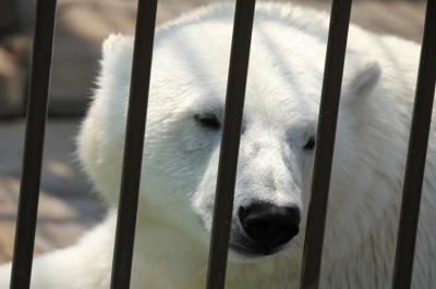 まだいるの？ホッキョクグマのリラちゃん。