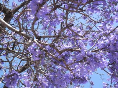 2016 リスボン ジャカランダに魅せられて