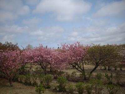 北海道・青森の桜旅　松前の