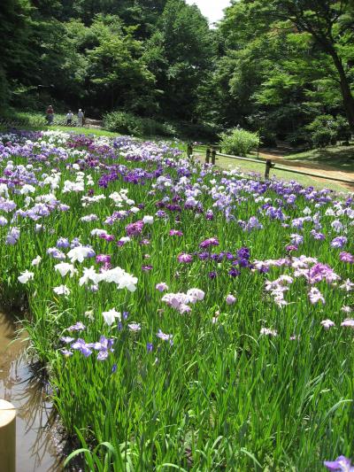 明治神宮菖蒲園