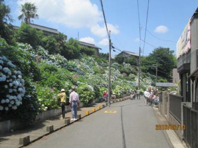 流山市の前ヶ崎斜面樹林・あじさい通り・2016年6月