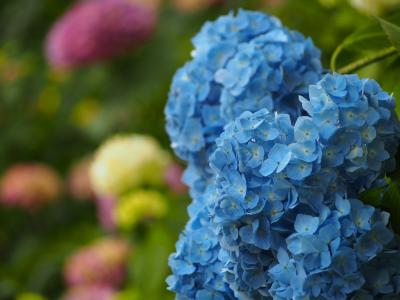 紫陽花めぐり、川村記念美術館の庭園