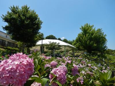 道の駅 しらとりの郷 あじさいが見頃　