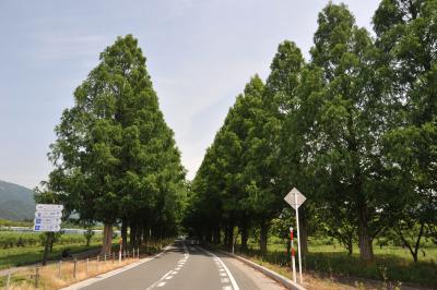 新緑のメタセコイア並木道