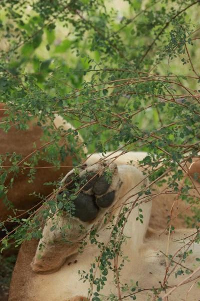 二度目のサファリは憧れのタンザニアへ３ライオンてんこ盛り