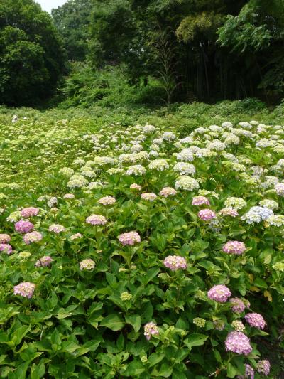 荻窪公園のアジサイ_2016(1)_ほとんど蕾、咲いているのはほんの一部だった（群馬県・前橋市）