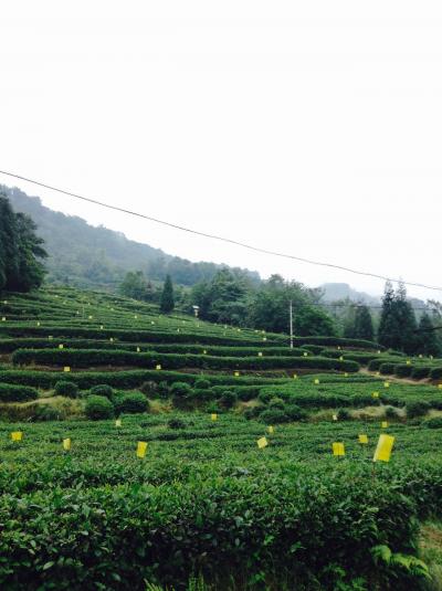 2016年5月 四川の麺とお茶を愉しむ一人旅 6日目 中国茶の聖地、蒙頂山編