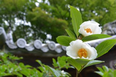 ２０１６年６月　伊勢の津七福神をめぐる御朱印巡り～のはずが(´・ω・｀)～「かばさやの里」でアジサイ鑑賞～「大観亭」でひつまぶしランチ～