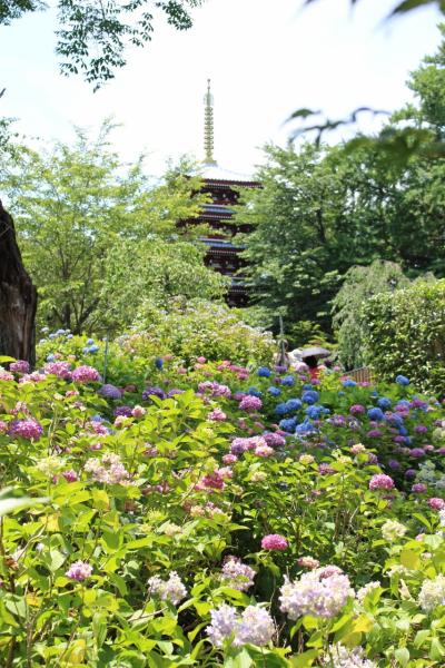 あじさい寺の本土寺に！